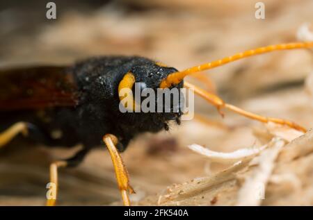 Weibliche Riesenholzwespe, Urocerus gigas auf Tannenholz, Makrofoto Stockfoto