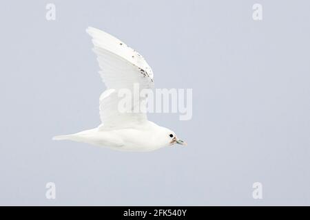 Elfenbeinmöwe, Pagophila eburnea, Einzelvögel im Flug über Packeis, Arktischer Ozean, Spitzbergen, Norwegen Stockfoto