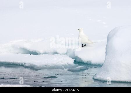 Elfenbeinmöwe, Pagophila eburnea, Einzelvögel, die auf Eis ruhen, Arktischer Ozean, Spitzbergen, Norwegen Stockfoto