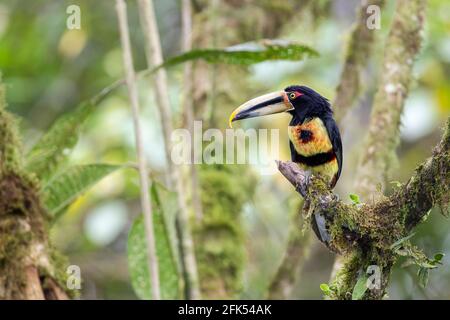 Elfenbeinschnabel-Arakari, Pteroglossus azara, alleinerziehend auf einem Zweig im Regenwald, Ecuador, Südamerika Stockfoto