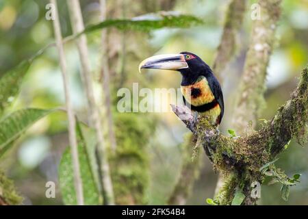 Elfenbeinschnabel-Arakari, Pteroglossus azara, alleinerziehend auf einem Zweig im Regenwald, Ecuador, Südamerika Stockfoto