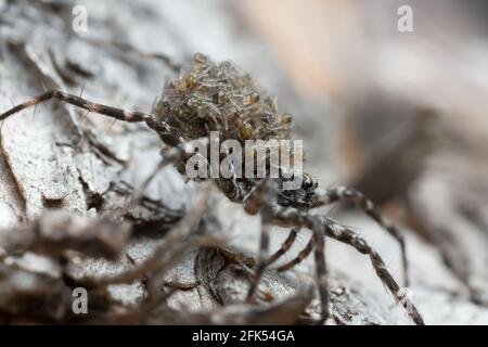 Wolfsspinne, Acantholycosa lignaria mit Jungtieren auf ihrem Rücken Stockfoto