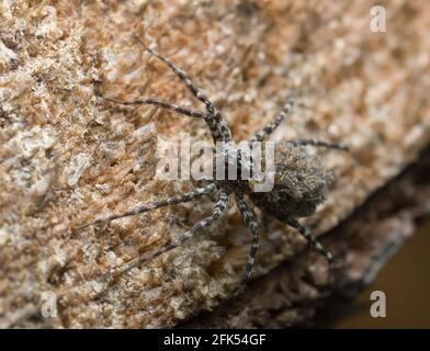 Wolfsspinne, Acantholycosa lignaria mit Jungtieren auf ihrem Rücken Stockfoto