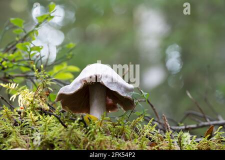 Vergassene Webcap, Cortinarius traganus wächst zwischen Moos Stockfoto