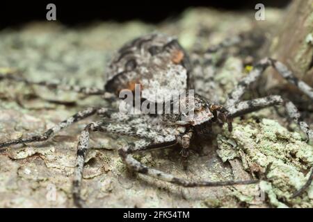 Laufkrabbenspinne, Philodromus margaritatus auf Rinde Stockfoto