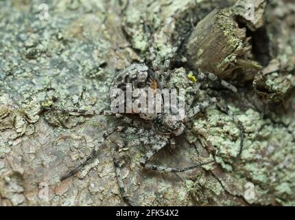 Laufkrabbenspinne, Philodromus margaritatus auf Rinde Stockfoto