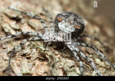 Laufkrabbenspinne, Philodromus margaritatus auf Rinde Stockfoto