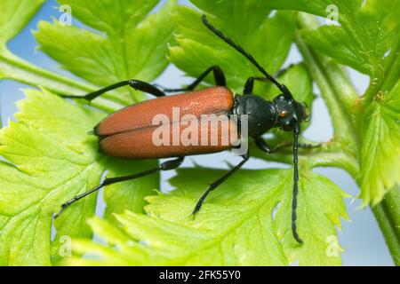 Weibliche Blüte Langhornkäfer, Anastrangalia sanguinolenta auf Blatt Stockfoto