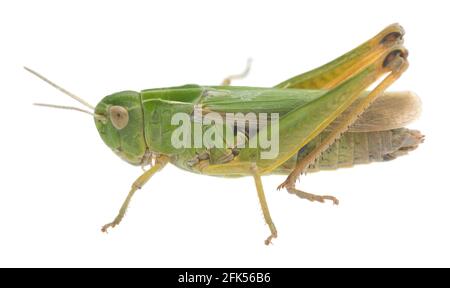 Gemeine grüne Heuschrecke, Omocestus viridulus isoliert auf weißem Hintergrund Stockfoto