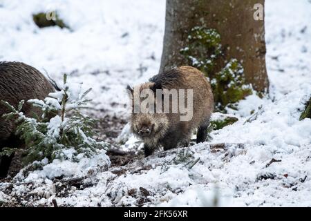 Sauber im Wald Stockfoto