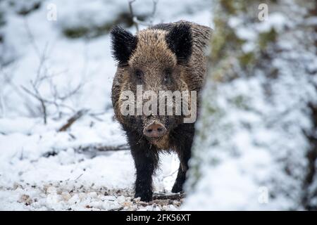 Wildschweine im Schnee Stockfoto