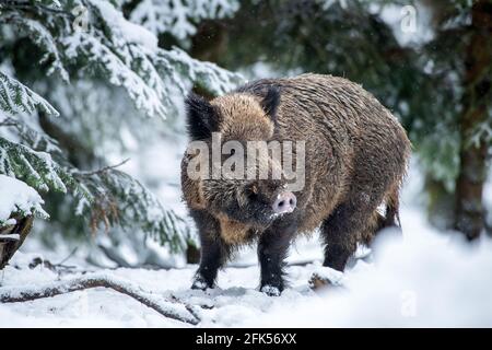 Wildschweine im Schnee Stockfoto