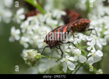 Erwachsene gestreifte Schildwanzen, Graphosoma, Lineatum auf Kümmel Stockfoto