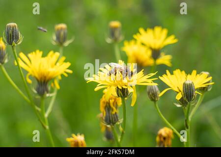 Bienen mit Pollensack auf dem Habichtskraut - gelbe Wildblume - Habichtskraut Stockfoto