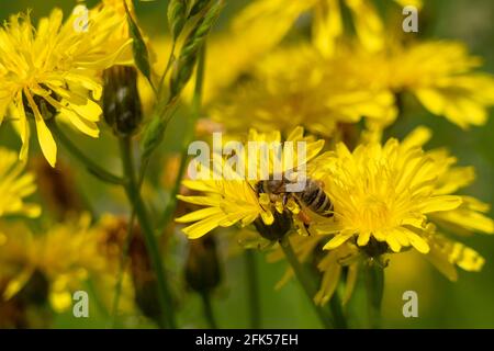 Bienen mit Pollensack auf dem Habichtskraut - gelbe Wildblume - Habichtskraut Stockfoto