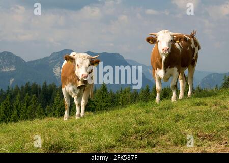 Eine Kuh auf der Stoißer Alm auf dem Teisenberg im Grenzgebiet der Gemeinden Anger - Teisendorf, Deutschland Stockfoto