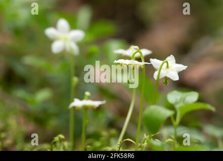 Einblütig wintergrün, Moneses uniflora Stockfoto