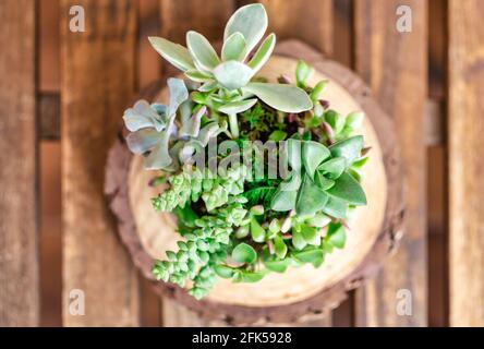 Draufsicht auf Sukulenten auf einem Holztisch. Sukkulenten-Kugel. Kokedama. Verschwommener Hintergrund Stockfoto