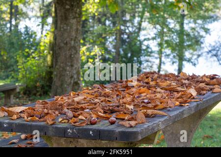 Am herbstlichen Abtsdorfer See im Rupertiwinkel - Berchtesgadener Land die Sitzgarnituren mit dem herbstlichen Laub Stockfoto