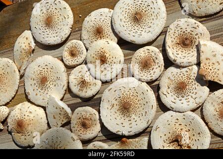Eine gute Sammlung von Sonnenpilzen (macrolepiota procera) Stockfoto