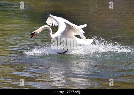 München, Deutschland. April 2021. Der weiße Schwan hebt am 28. April 2021 aus dem Wasser eines Teiches im Englischen Garten in München ab. Credit: dpa/Alamy Live News Stockfoto