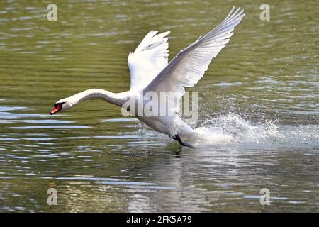 München, Deutschland. April 2021. Der weiße Schwan hebt am 28. April 2021 aus dem Wasser eines Teiches im Englischen Garten in München ab. Credit: dpa/Alamy Live News Stockfoto