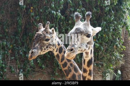 Zwei Masai Giraffen im Los Angeles Zoo Stockfoto