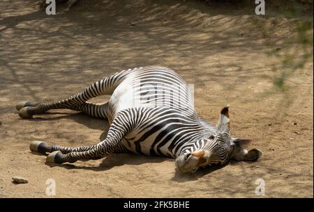 Grevys Zebra liegt im Zoo von Los Angeles Stockfoto