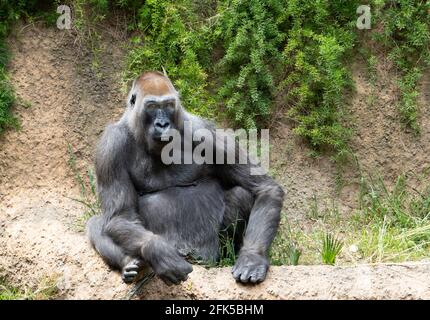 Angela, The Western Lowland Gorilla, im Los Angeles Zoo Stockfoto
