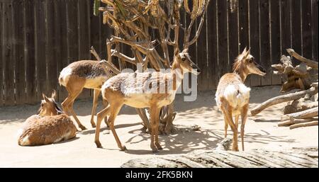 Halbinselhörner im Los Angeles Zoo Stockfoto