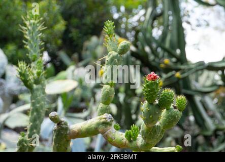 Baum Cholla Kaktus im Los Angeles Zoo Stockfoto