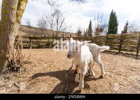 Das weiße lächerliche Kind wird auf dem Bauernhof, auf dem grünen Gras geweidet Stockfoto