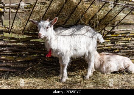 Das weiße lächerliche Kind wird auf dem Bauernhof, auf dem grünen Gras geweidet Stockfoto