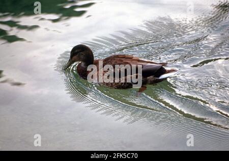 Anatra Stockfoto
