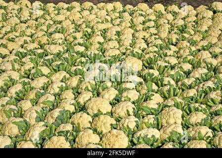 Blumenkohl frische und rohe grüne Blätter. Stockfoto