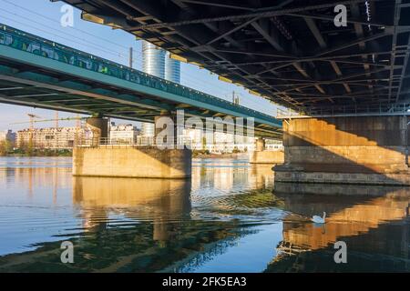 Wien, Wien: Donau, Nordbahnbrücke, Schwan 22. Donaustadt, Wien, Österreich Stockfoto