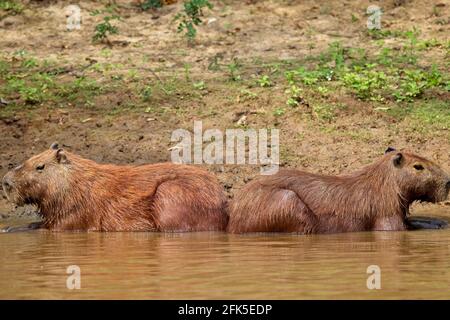 Zwei Capybara (Hydrochoerus hydrochaeris), die sich in Pampas del Yacuma, Bolivien, zurücklehnen. Stockfoto