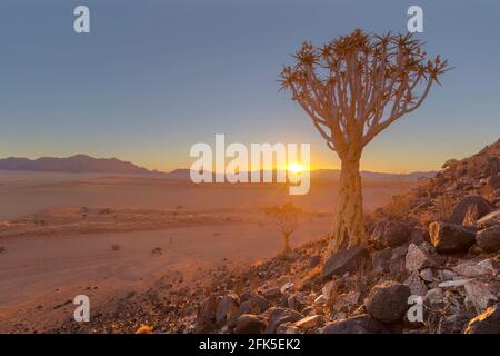 Sonnenuntergang in der Wüste hinter dem Köcherbaum zwischen den Felsen Stockfoto