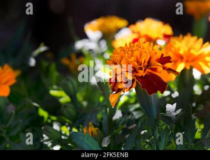 Blumenbeet voller Ringelblumen, konzentrieren Sie sich auf eine geringe Schärfentiefe für einen Bokah-Rücklauf, um den Kopierraum nach links zu erleichtern Stockfoto