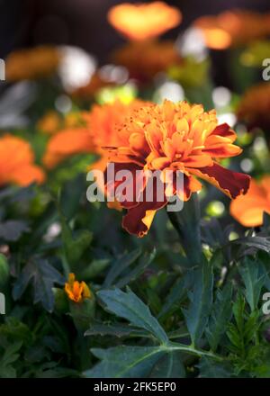 Nahaufnahme Fokus auf eine lebendige einzelne Ringelblume in einem Blumenbeet mit anderen Gartenpflanzen , flache Schärfentiefe verschwommener Hintergrund für Kopierraum oben A Stockfoto