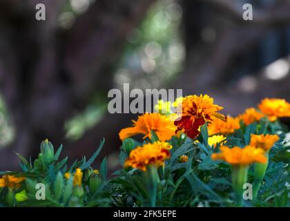 Nahaufnahme Fokus auf eine einzelne Ringelblume in einem Garten mit umliegenden Pflanzen , Bokah Hintergrund geringe Schärfentiefe für Copy Space Top und s Stockfoto