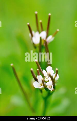 Haarige Bitterkresse (cardamine hirsuta), Nahaufnahme der kleinen Blüten und sich entwickelnde Samenkapseln, die im Gras wachsen, mit geringer Schärfentiefe. Stockfoto