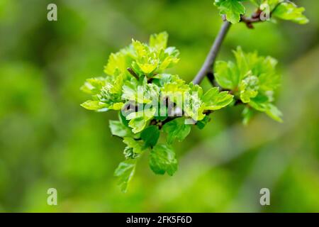 Weißdorn (Crataegus monogyna), auch bekannt als May Tree und Whitethorn, zeigt die Blütenknospen und neue Blätter auf dem Strauch im Frühjahr. Stockfoto