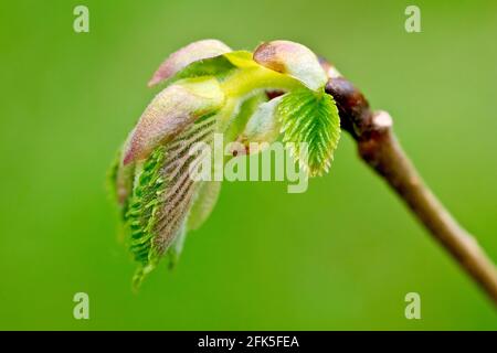 Wych Elm (Ulmus glabra), Nahaufnahme von neuen Blättern, die aus den Knospen am Ende eines Astes hervorgehen. Stockfoto