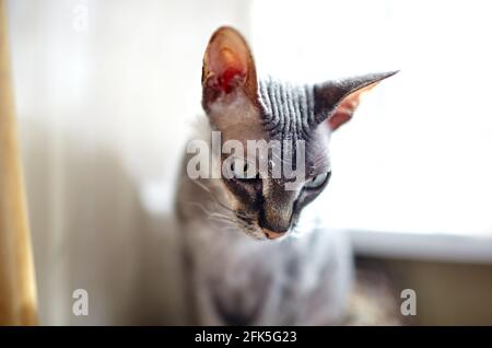 Lustige Katze sitzt auf der Fensterbank. Eine schöne graue Sphinx Katze. Selektiver Fokus mit geringer Schärfentiefe Stockfoto