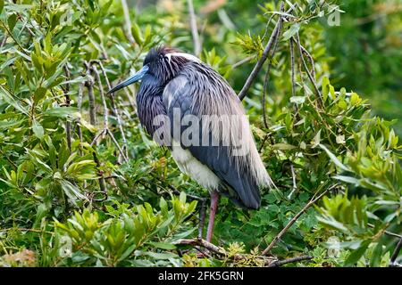 Tricolored Heron mit vollem Gefieder, das in der Nähe von Nest in ruht Ein Vogelschutzgebiet im Norden Floridas Stockfoto