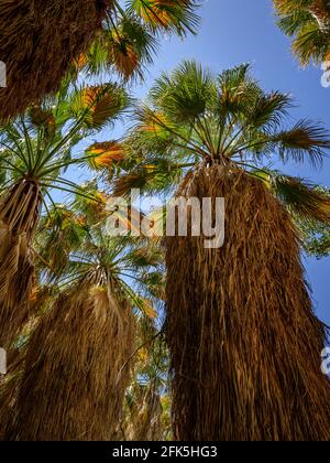 Das Coachella Valley Preserve System wurde entwickelt, um ein endemisches, bedrohtes Reptil, die Coachella Valley Randeuidechse, zu schützen. Stockfoto