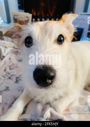 Parson Jack Russell Terrier Stockfoto