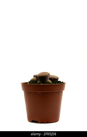 lithops pseudotruncatella im Topf mit weißem Hintergrund Stockfoto