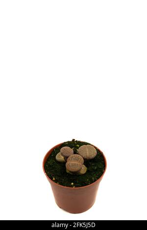 lithops pseudotruncatella im Topf mit weißem Hintergrund, Draufsicht Stockfoto